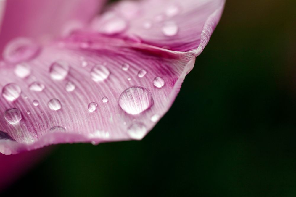 Tulpenblatt mit Regentropfen