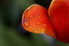 Tulpenblatt mit Regentropfen