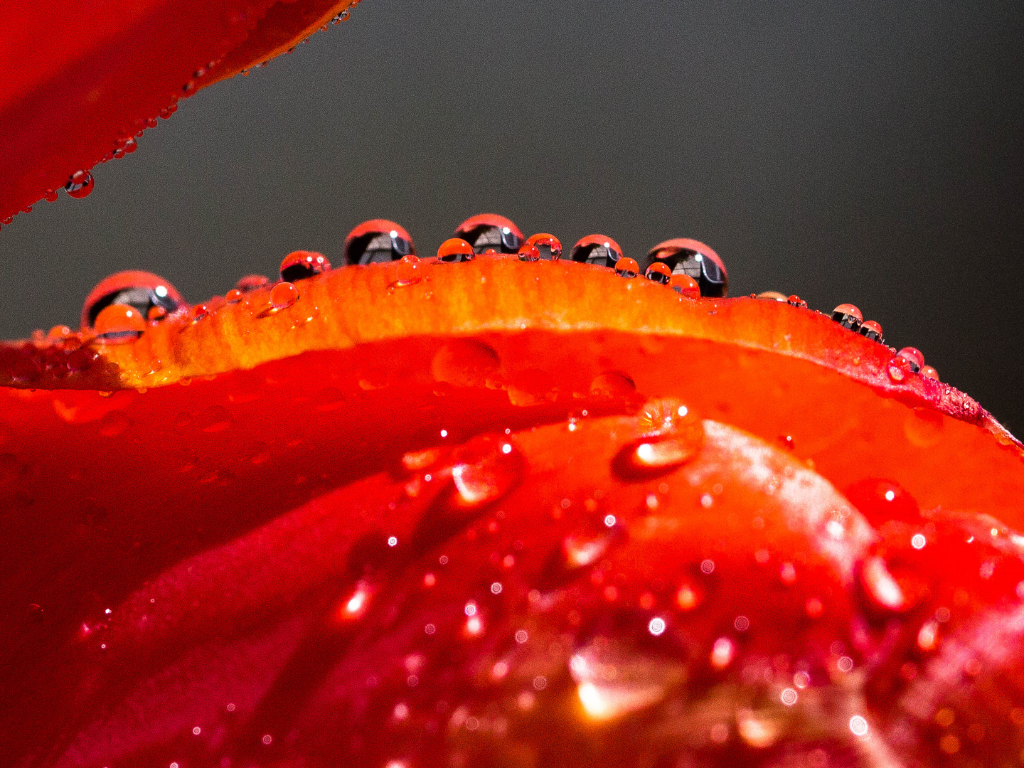  Tulpenblatt nach dem Regen
