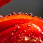  Tulpenblatt nach dem Regen