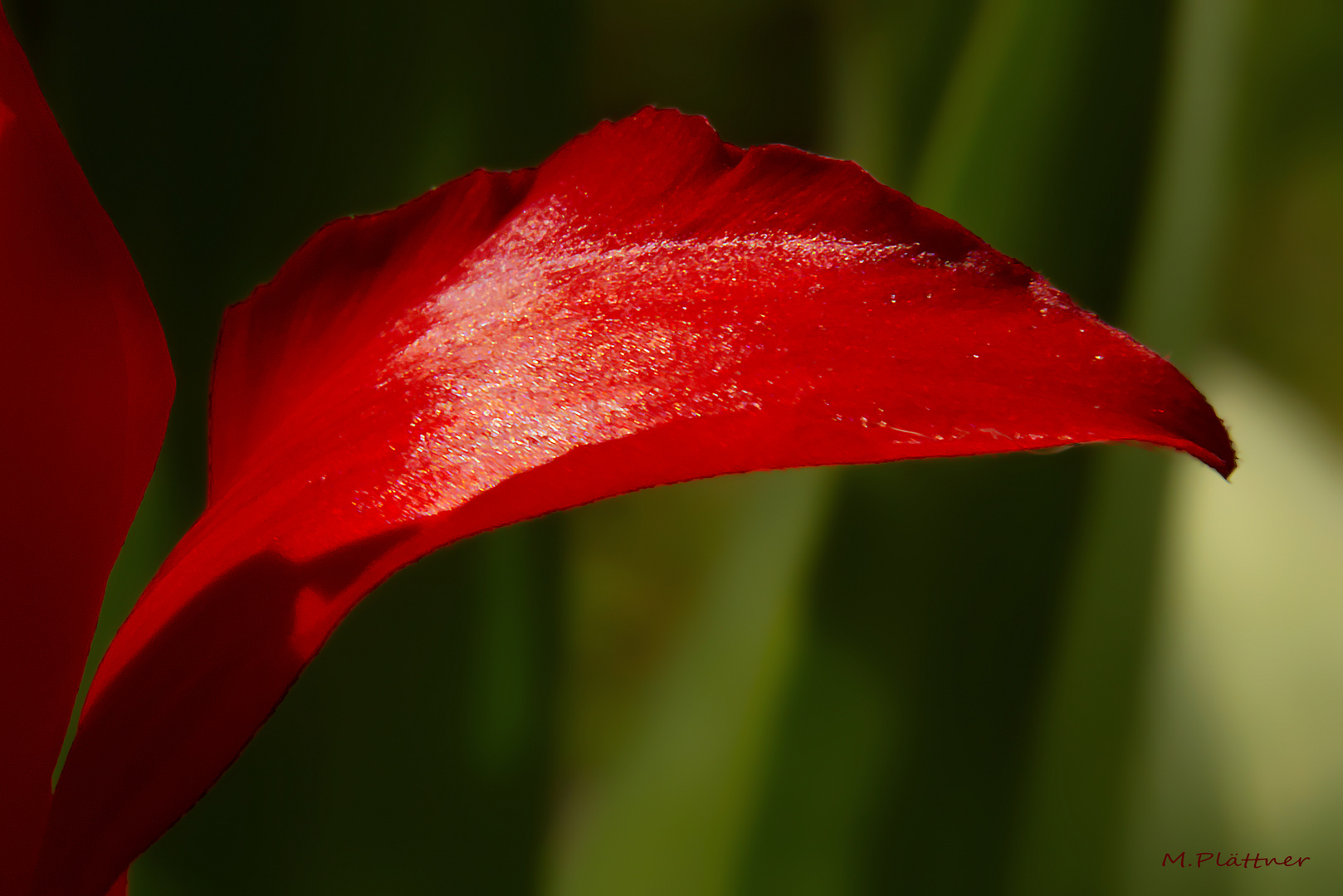 Tulpenblatt Rot