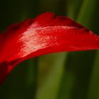 Tulpenblatt Rot