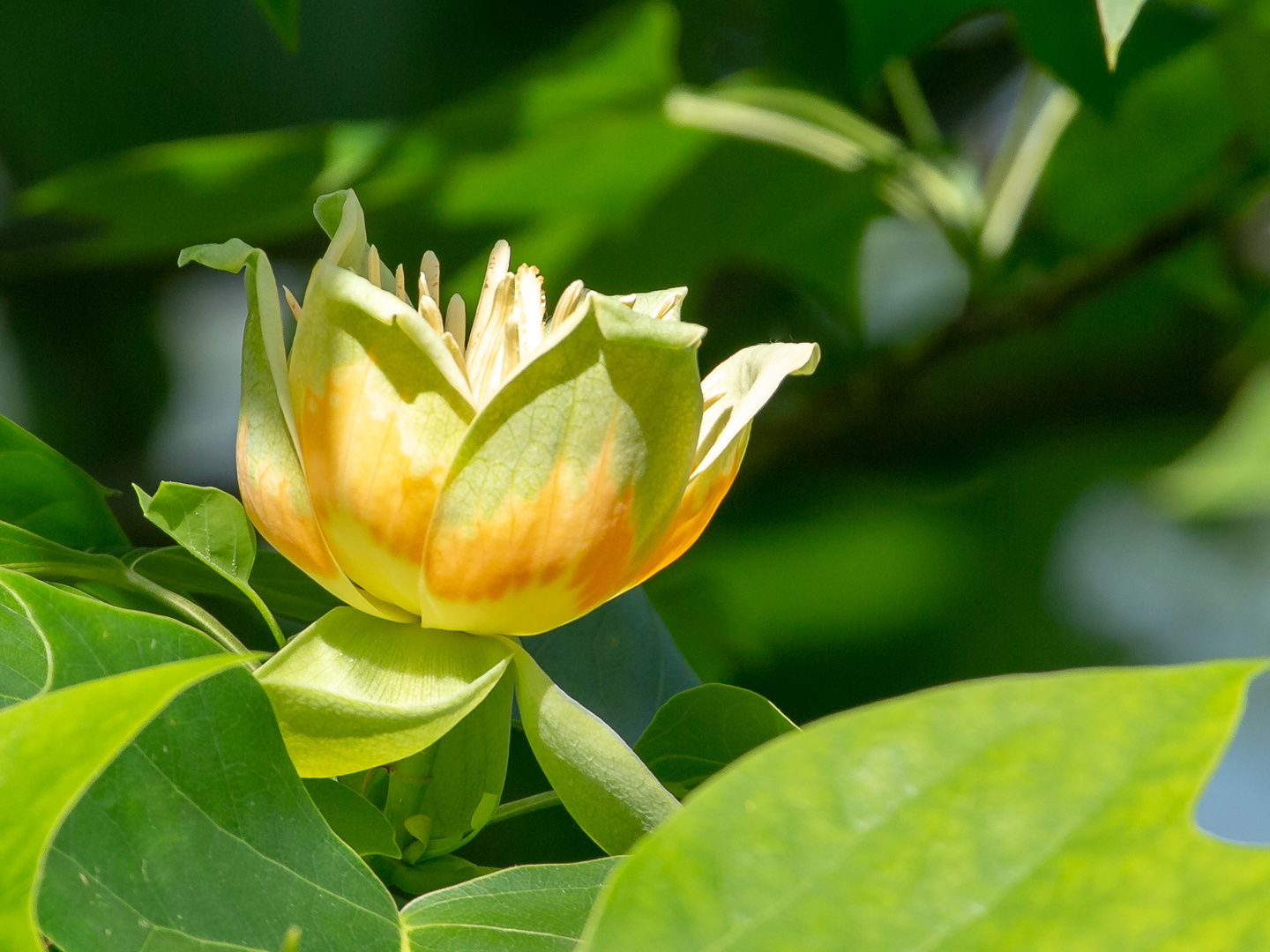 Tulpenblattbaum Blüte