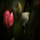 Tulpenblühen