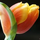  Tulpenblüte