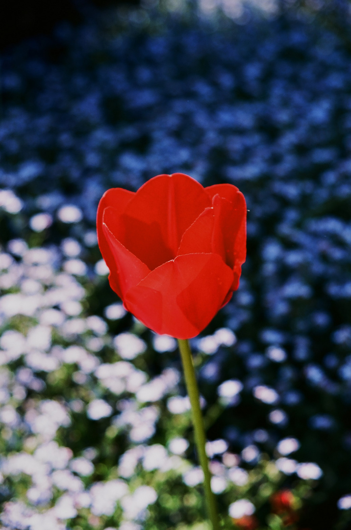 Tulpenblüte 2