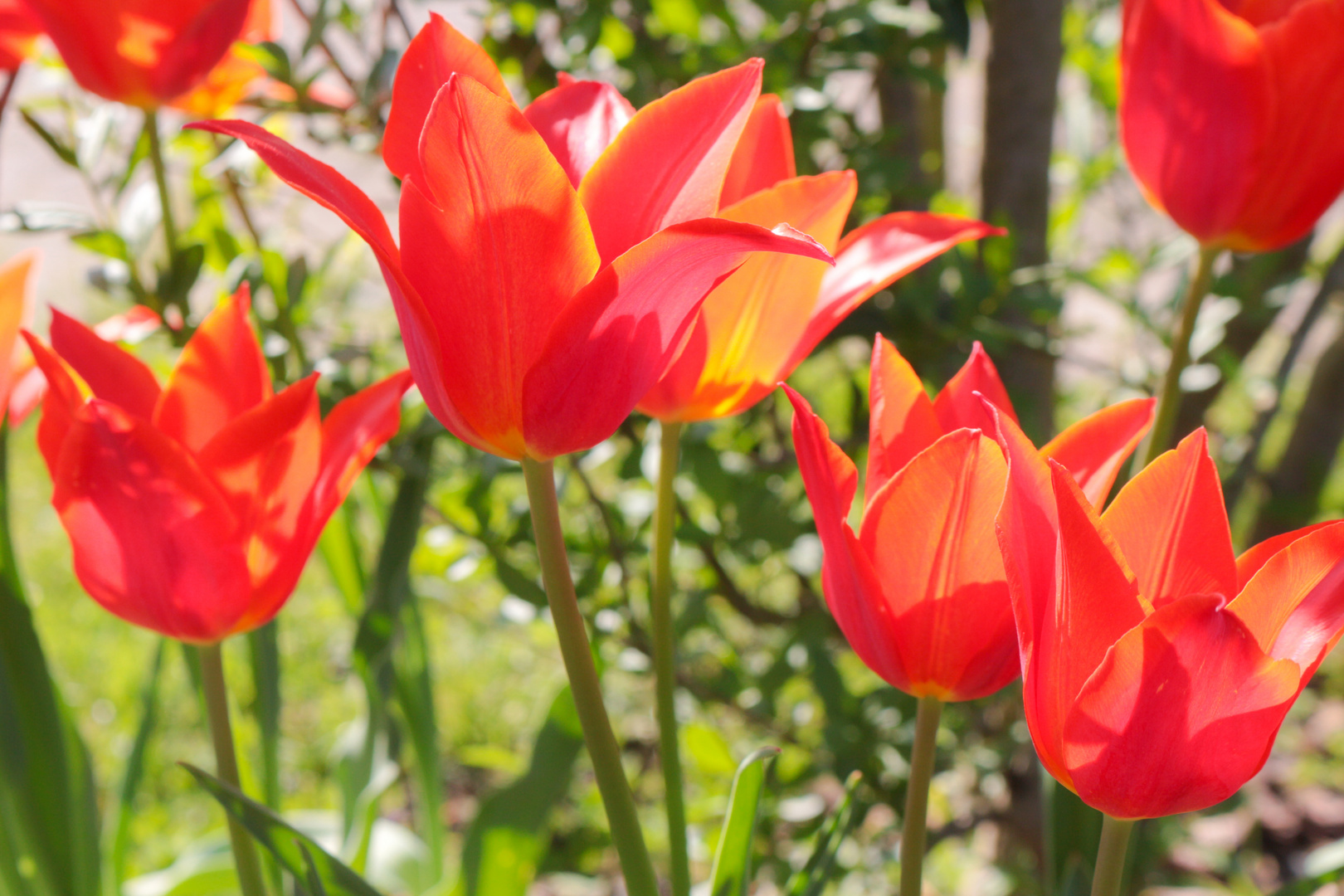 Tulpenblüte 2