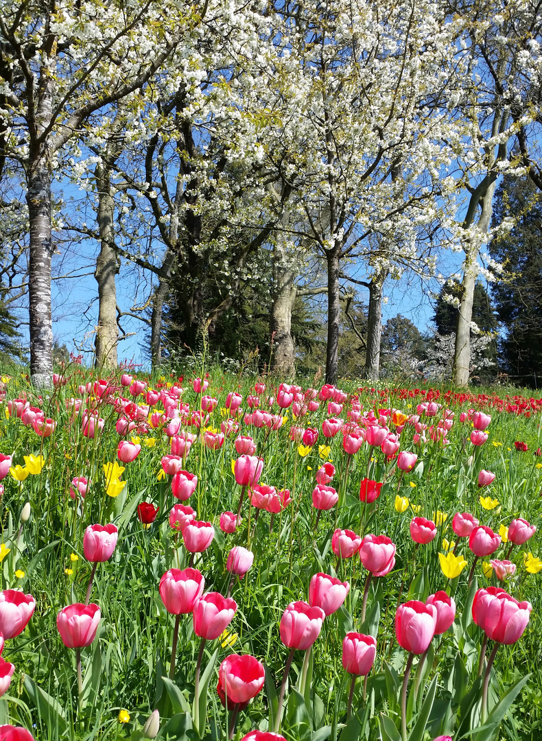 Tulpenblüte 2017 auf der Mainau