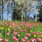 Tulpenblüte 2017 auf der Mainau