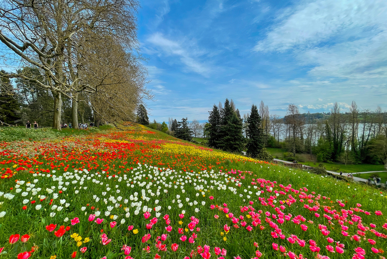 Tulpenblüte 2023