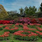 Tulpenblüte