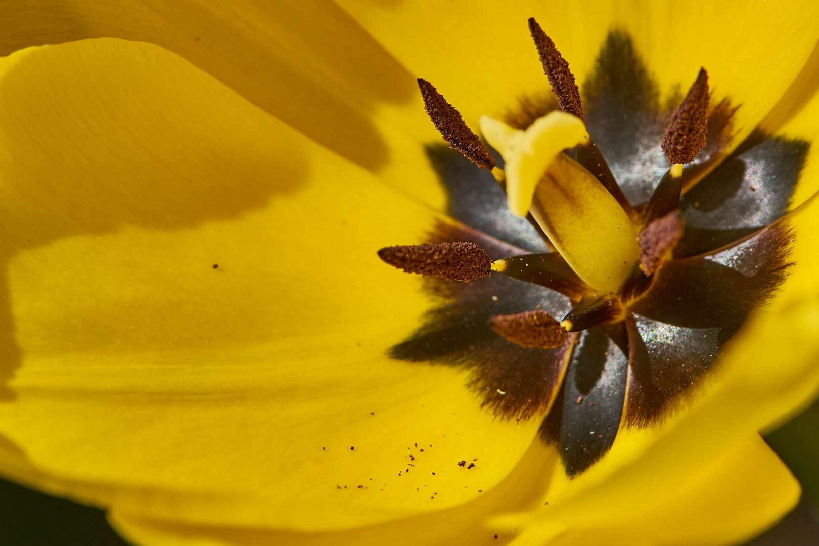 Tulpenblüte