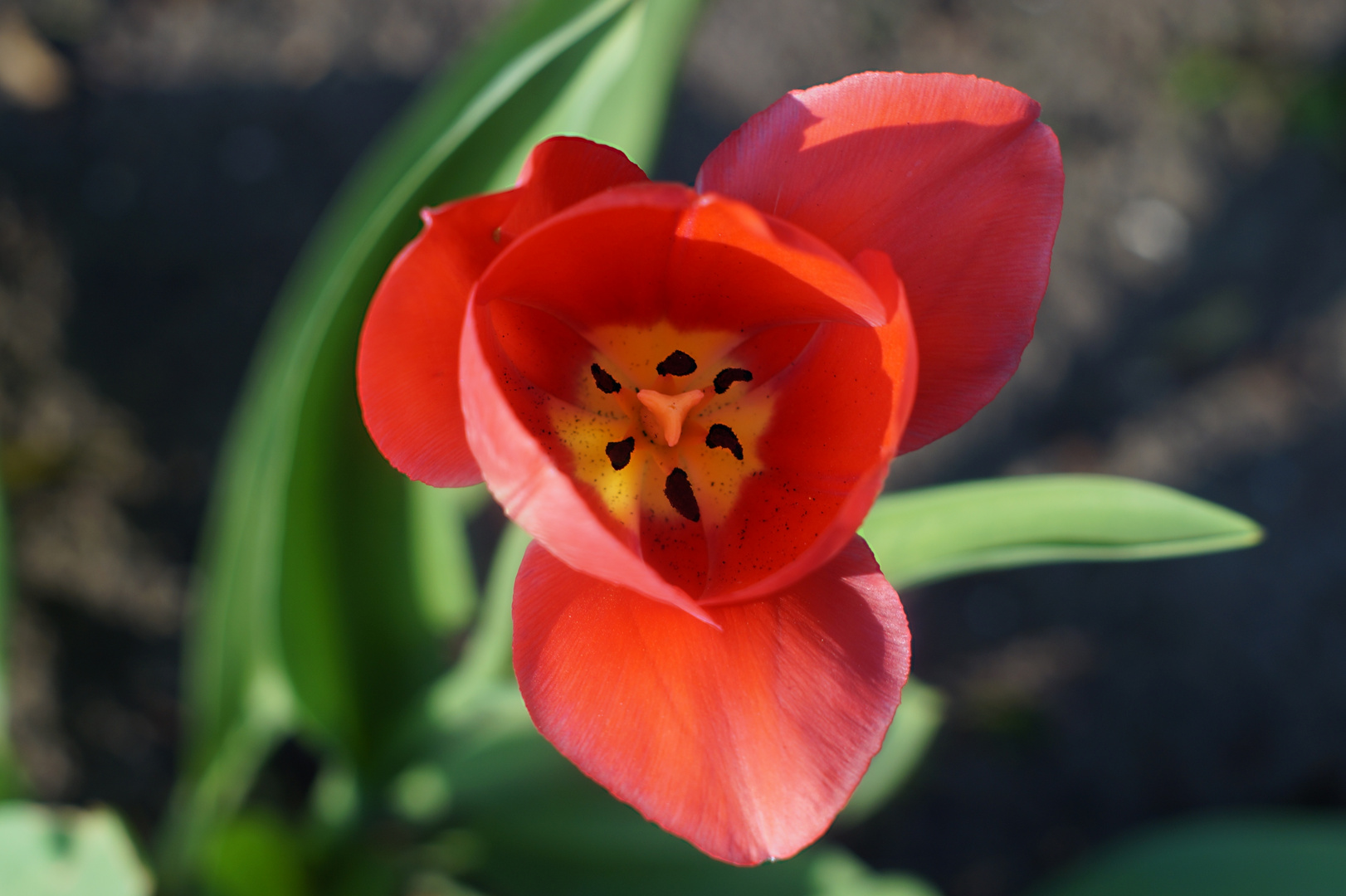 Tulpenblute Foto Bild Pflanzen Pilze Flechten Bluten