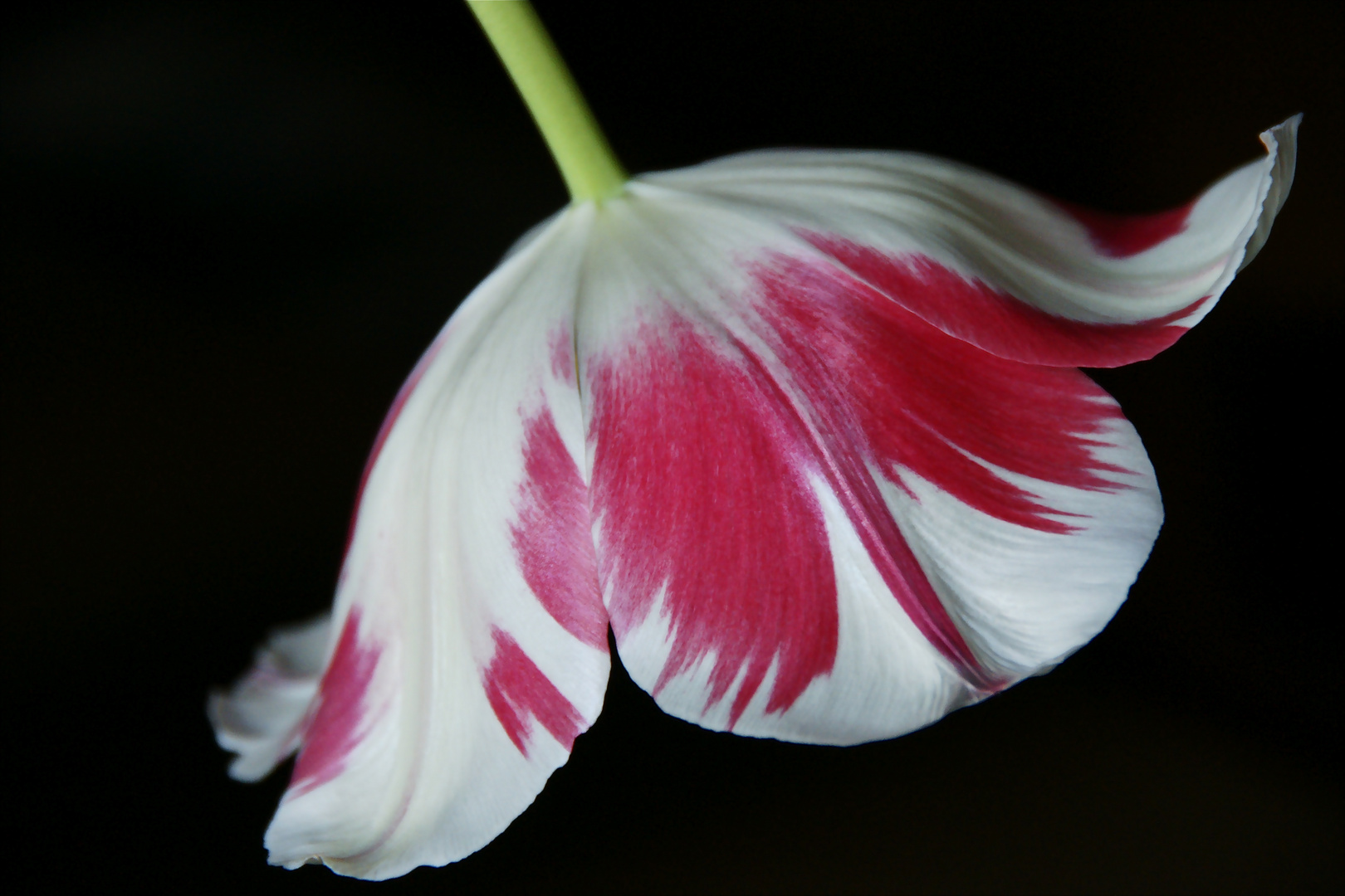 TULPENBLÜTE