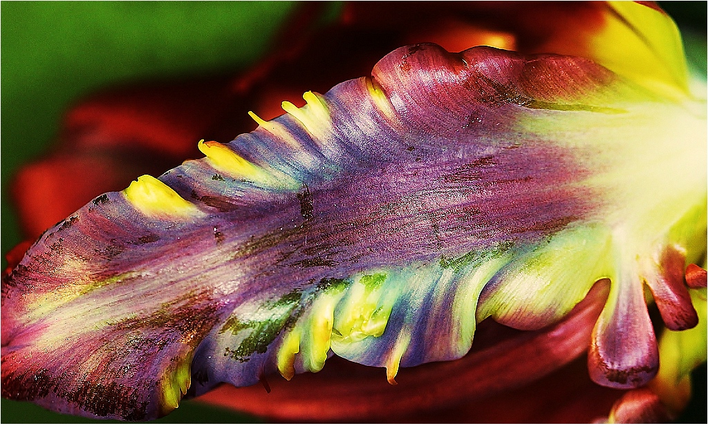 Tulpenblüte