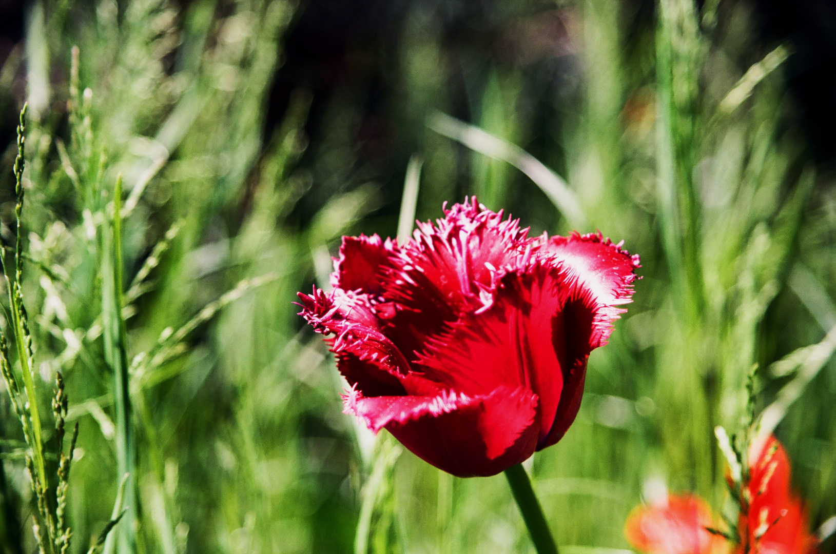 Tulpenblüte 4