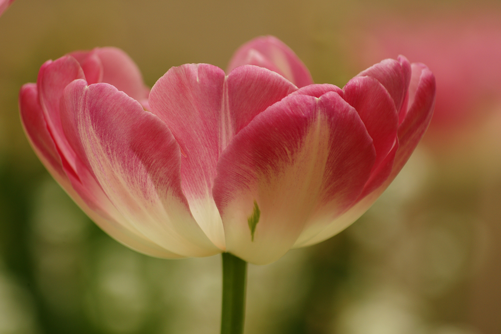 Tulpenblüte