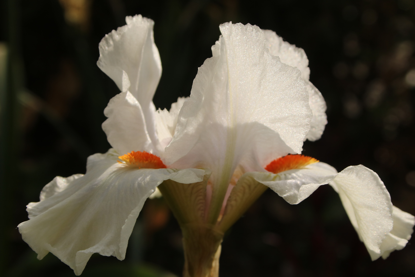 Tulpenblüte