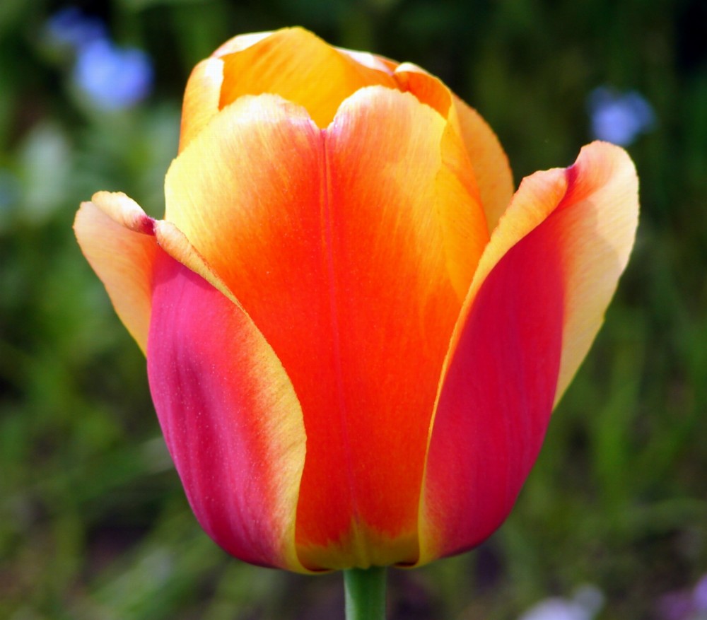 Tulpenblüte Foto &amp; Bild pflanzen, pilze &amp; flechten, blüten