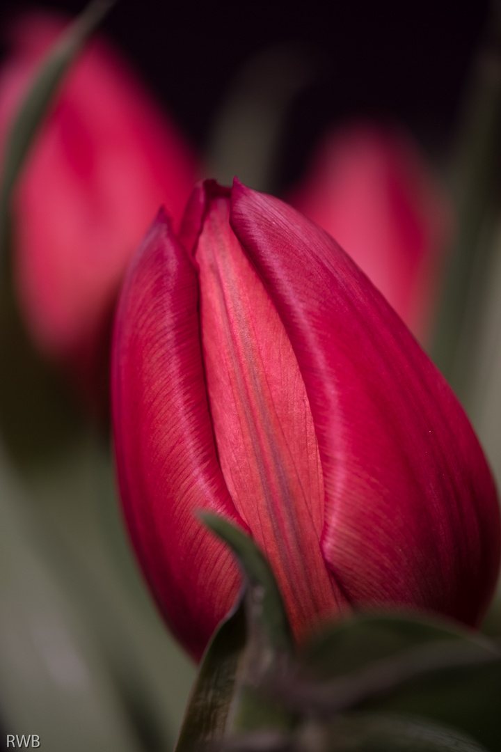 Tulpenblüte