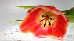 *** Tulpenblüte ***