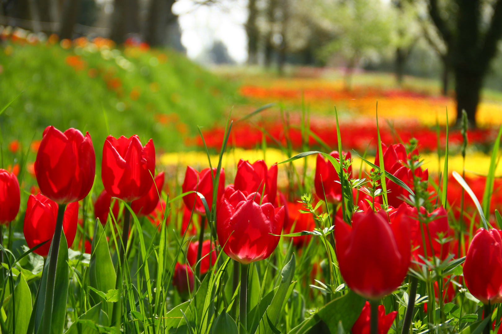 Tulpenblüte