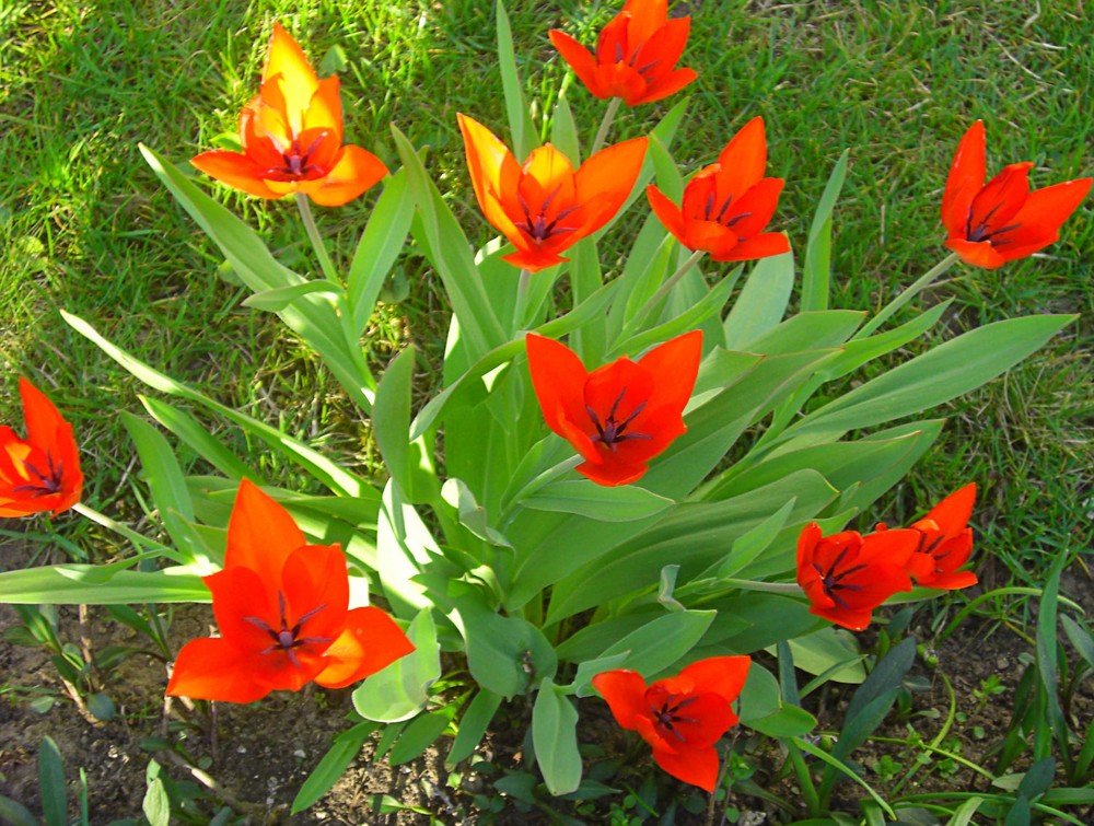 Tulpenblüte