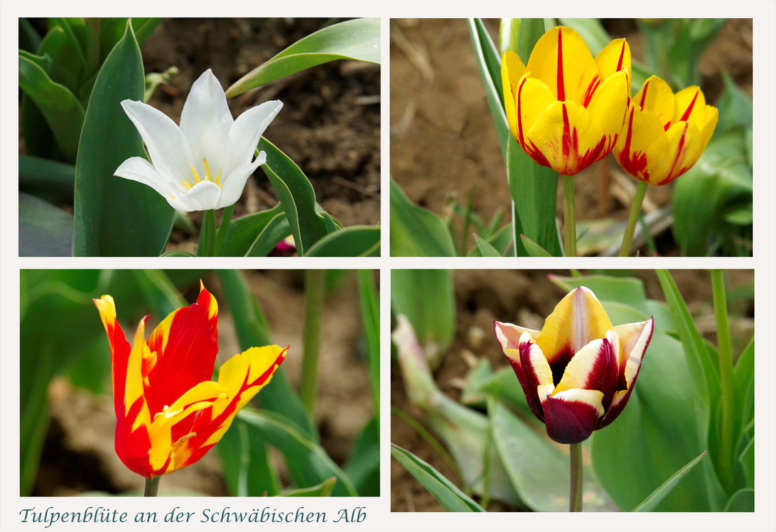 ...Tulpenblüte