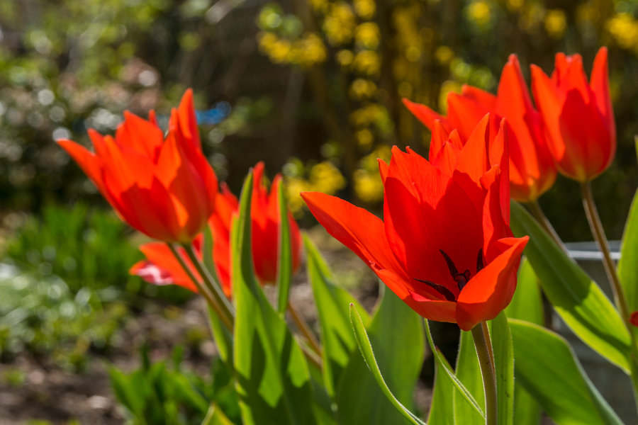 Tulpenblüte