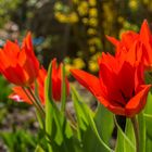 Tulpenblüte