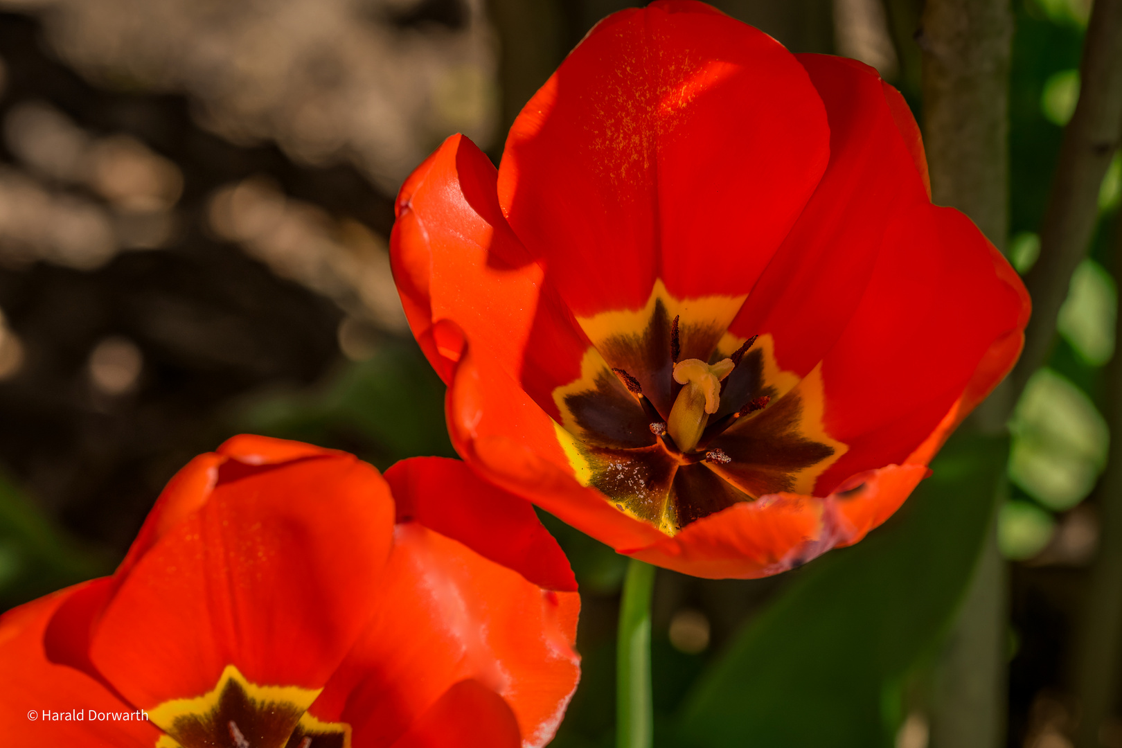 Tulpenblüte