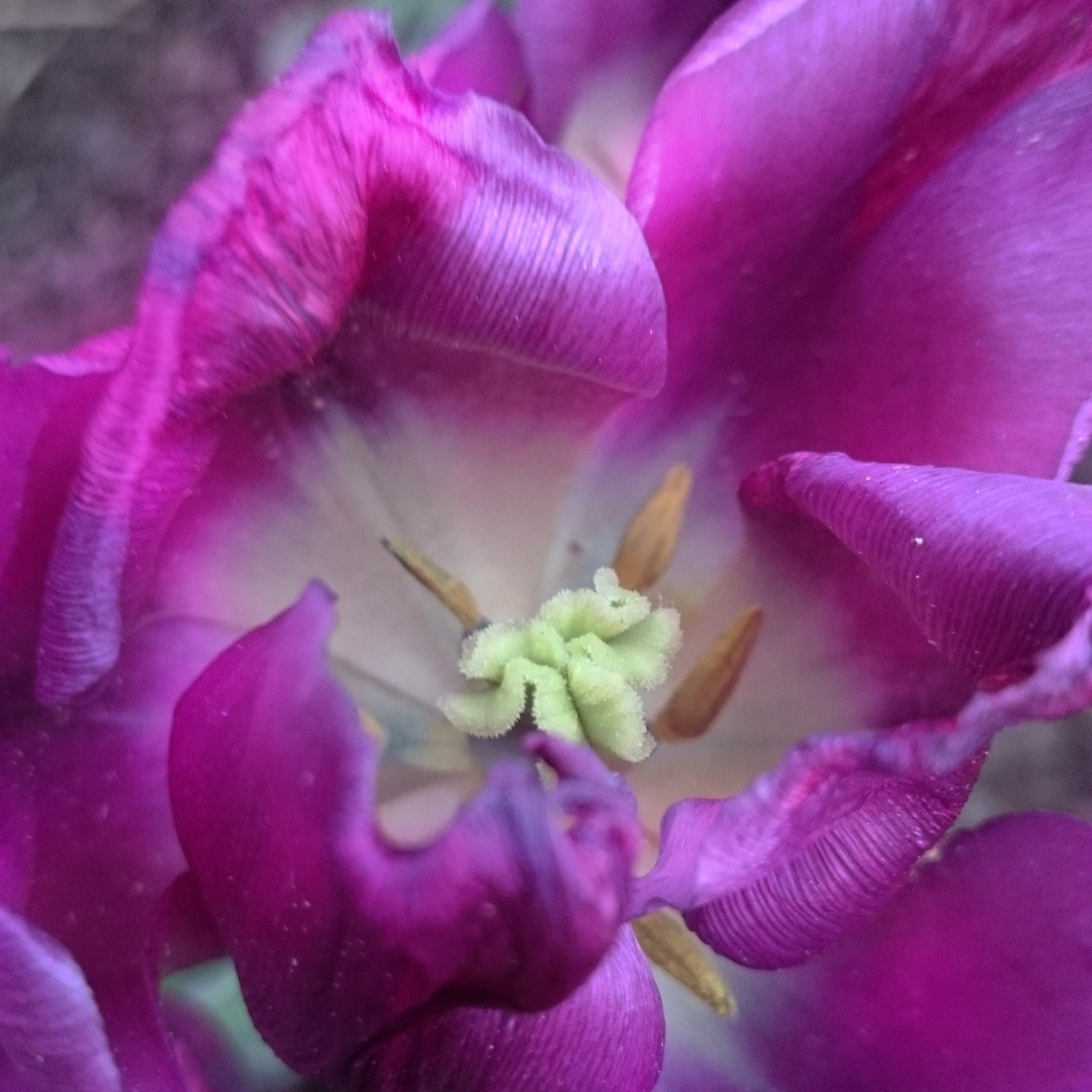 Tulpenblüte