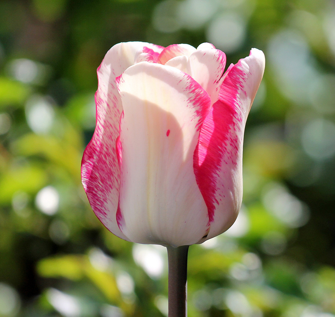 Tulpenblüte