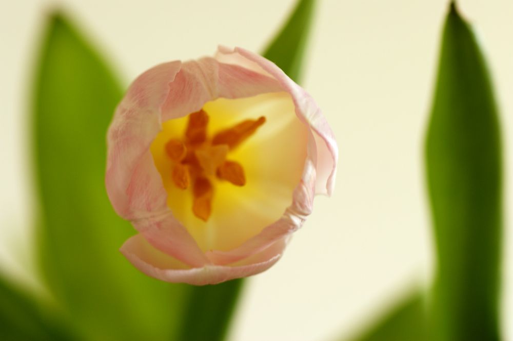 Tulpenblüte von inscene 