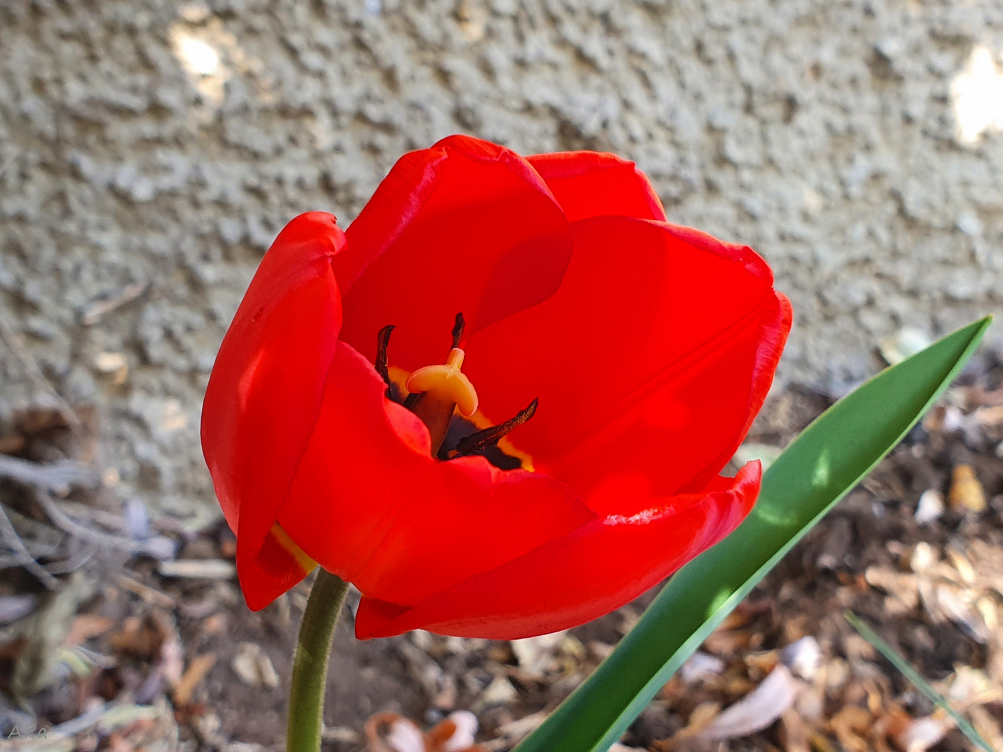 Tulpenblüte**