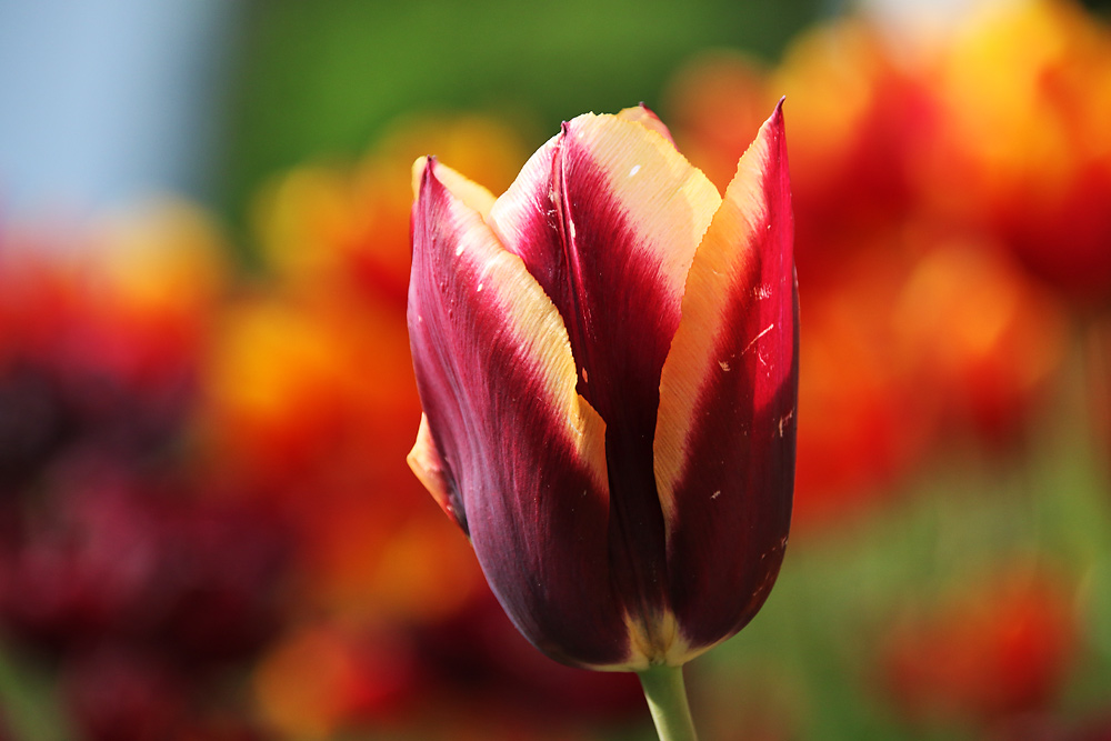 Tulpenblüte