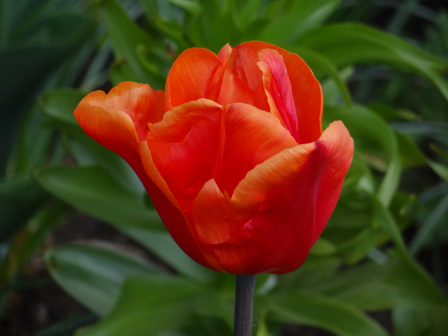 Tulpenblüte