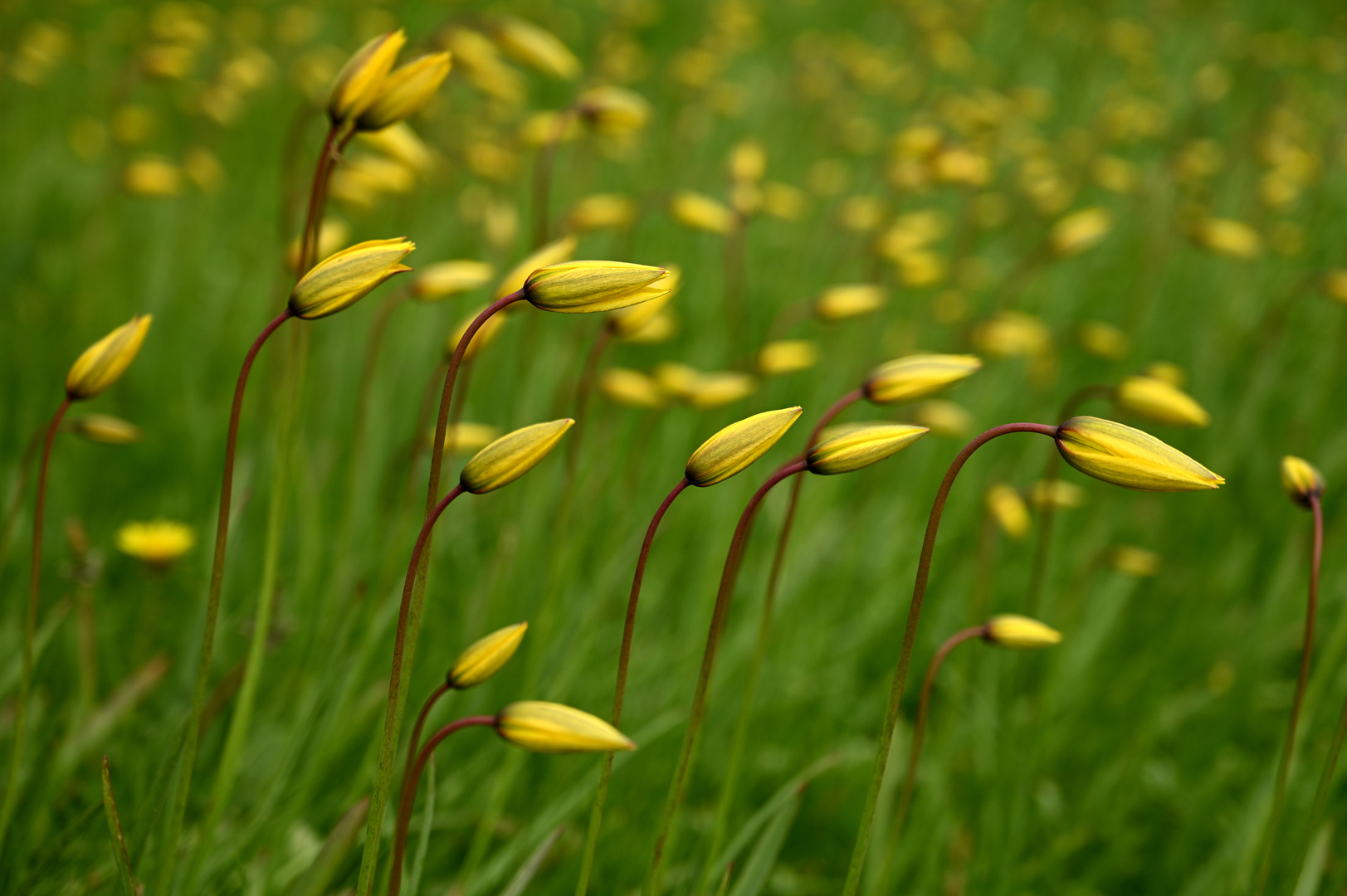 TulpenBlüte