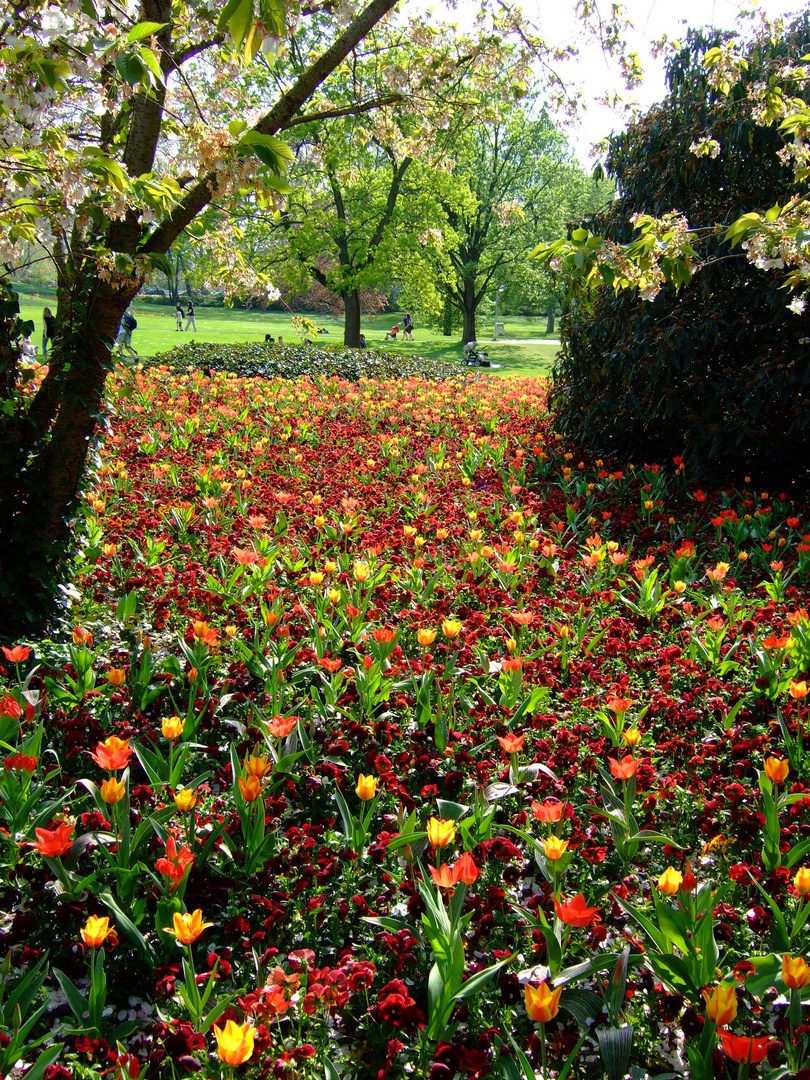 Tulpenblüte