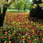 Tulpenblüte