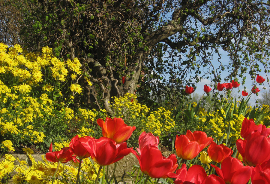 Tulpenblüte