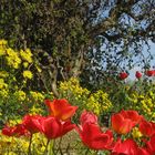 Tulpenblüte