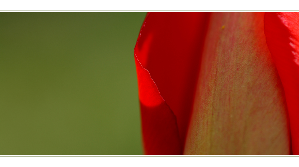 Tulpenblüte