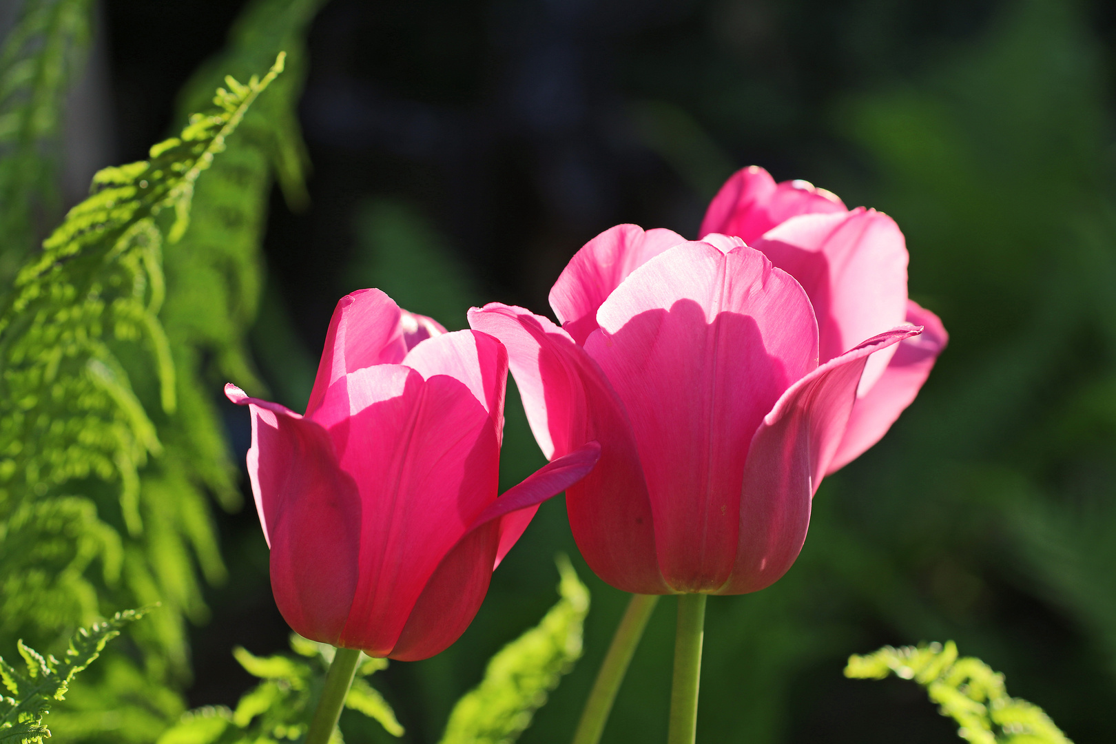 Tulpenblüte