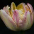 Tulpenblüte