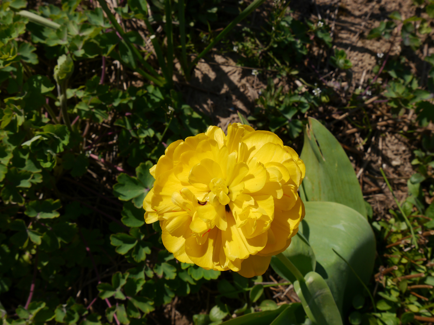 Tulpenblüte