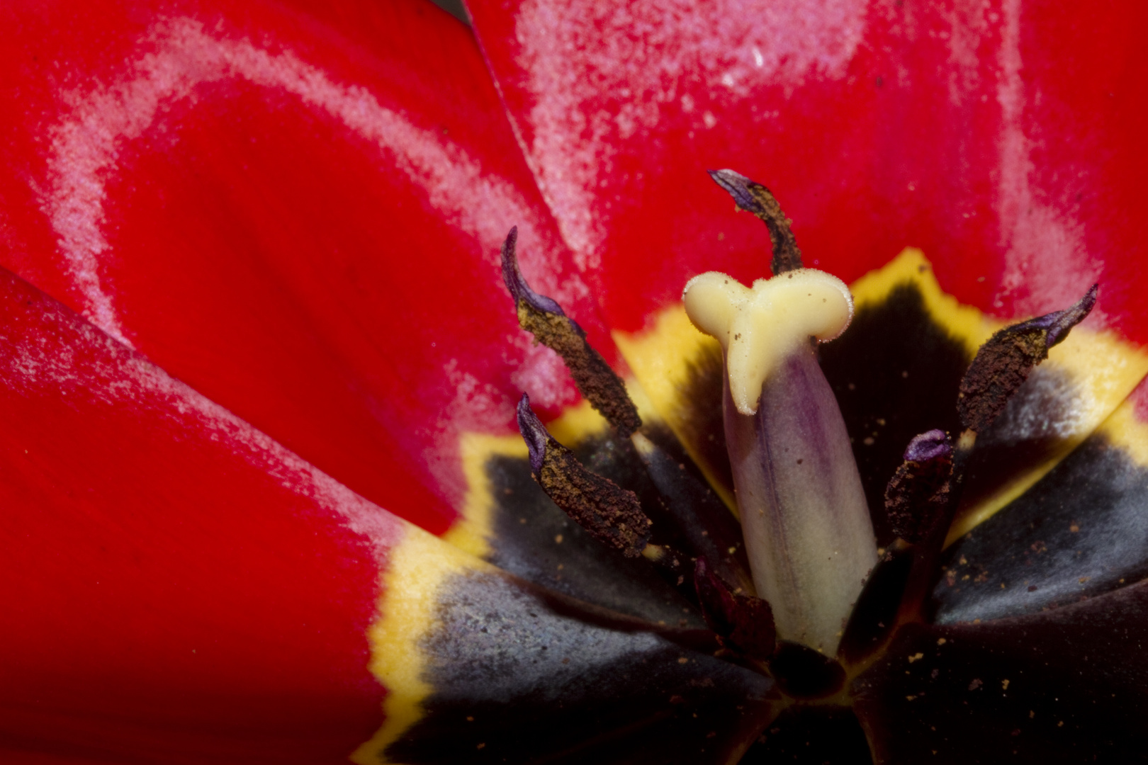 tulpenblüte