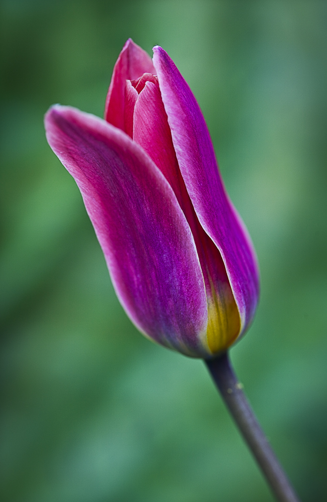 Tulpenblüte