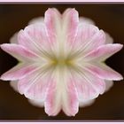 Tulpenblüte - Abstraktion