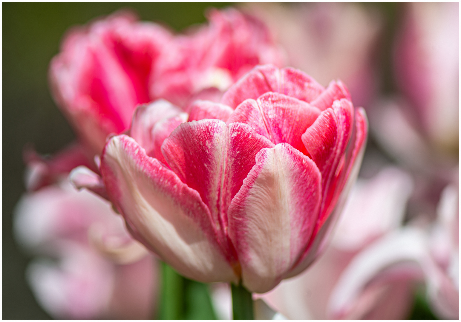 Tulpenblüte